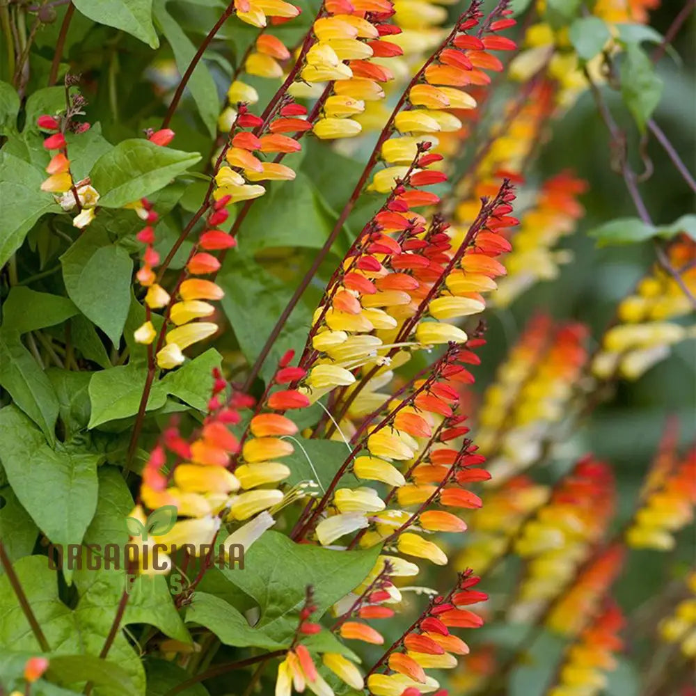 Mina Lobata Flower Seeds Planting Tips And Gardening Insights For A Stunning Garden Display