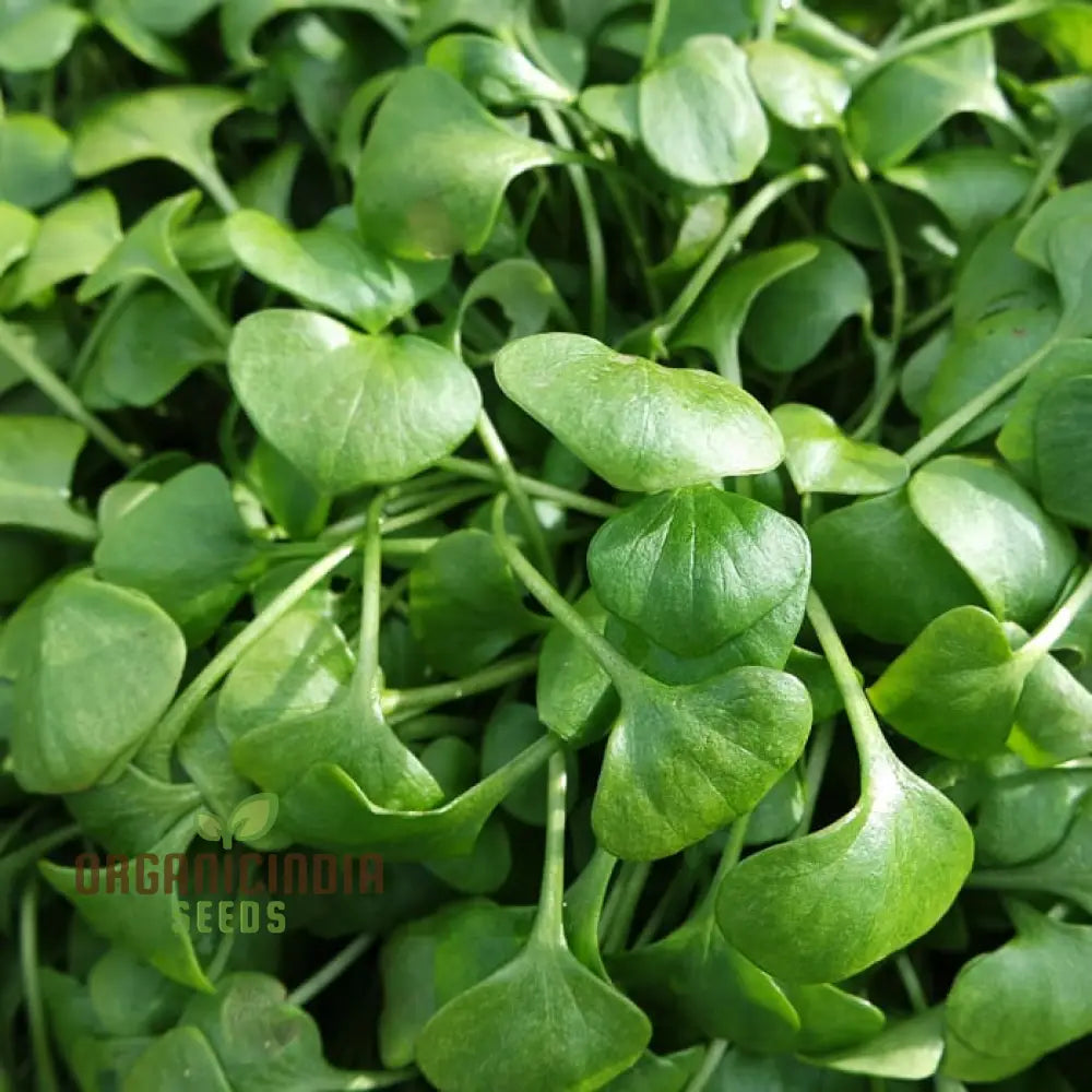 Miner’s Lettuce Vegetable Seeds For Planting Grow Nutritious Greens For Your Garden