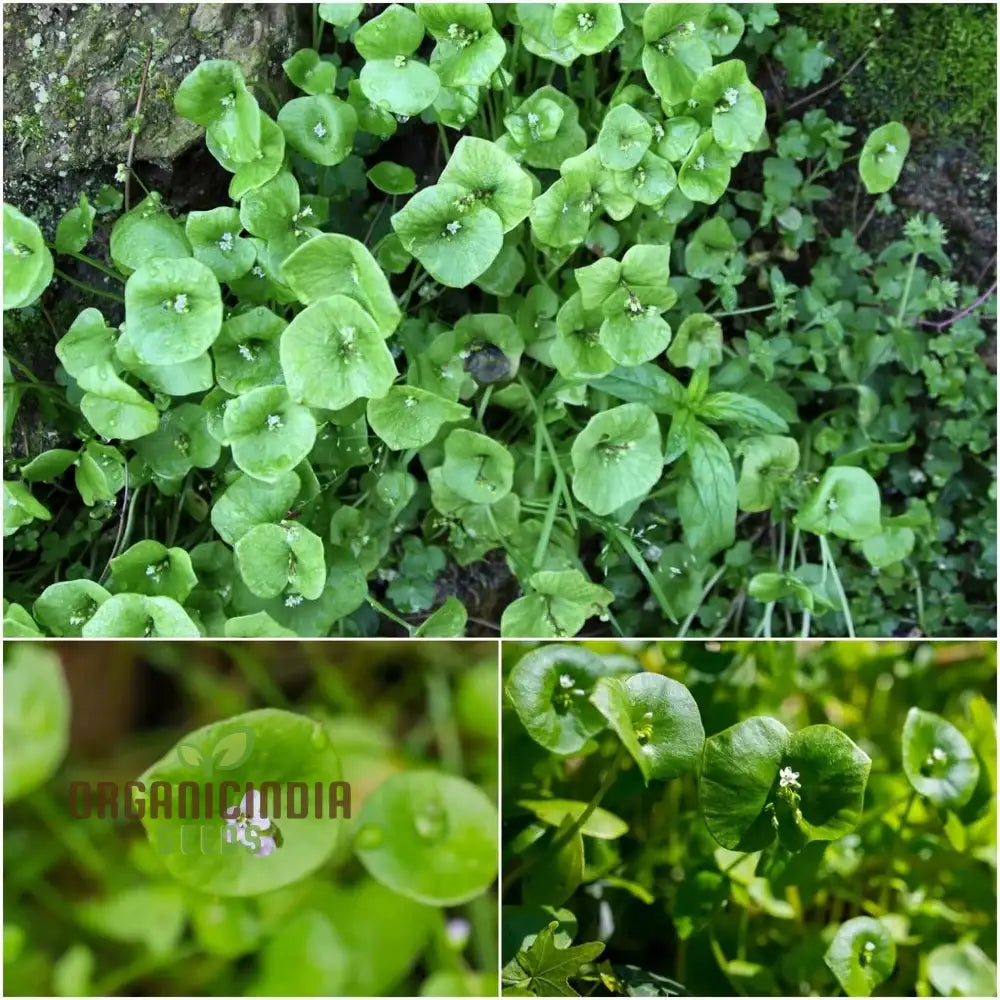 Miner’s Lettuce Vegetable Seeds For Planting Grow Nutritious Greens For Your Garden