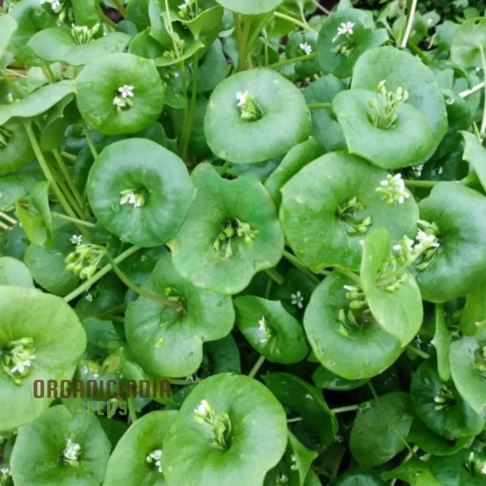 Miner’s Lettuce Vegetable Seeds For Planting Grow Nutritious Greens For Your Garden