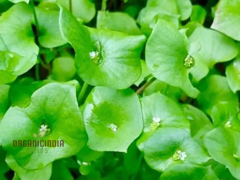 Miner’s Lettuce Vegetable Seeds For Planting Grow Nutritious Greens For Your Garden