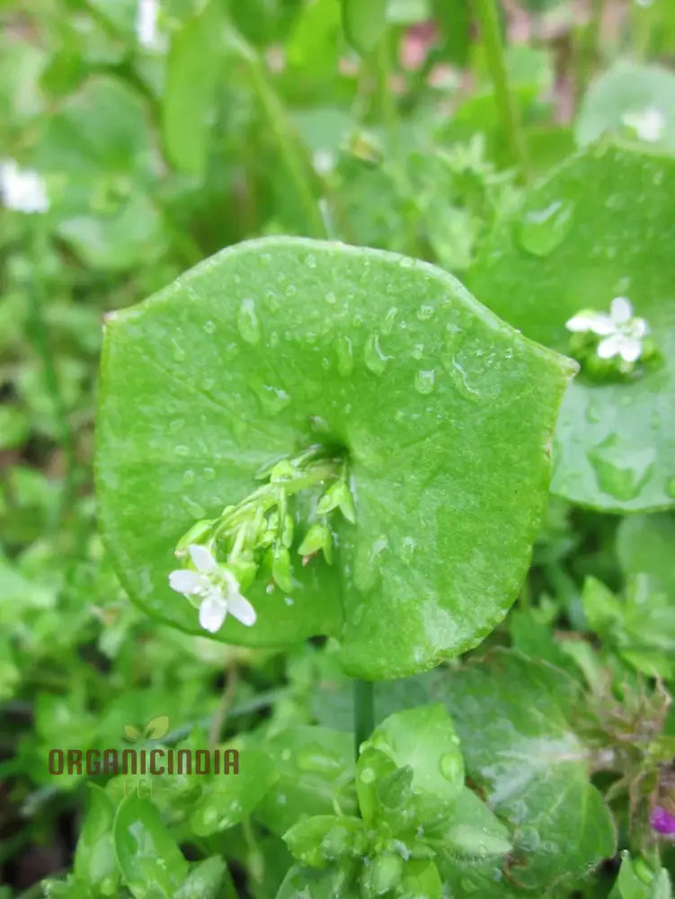 Miner’s Lettuce Vegetable Seeds For Planting Grow Nutritious Greens For Your Garden