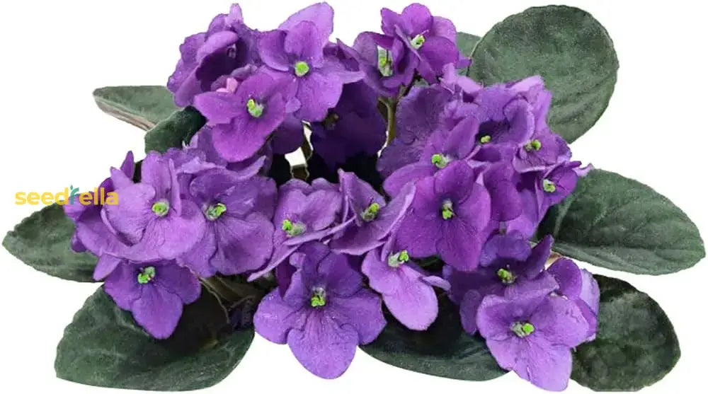 Mini African Violet Seeds For Indoor & Outdoor Planting - Easy To Grow Flower