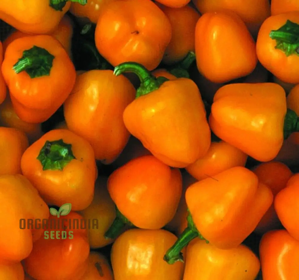 Mini Bell Orange Pepper Seeds For Your Garden | Buy Organic