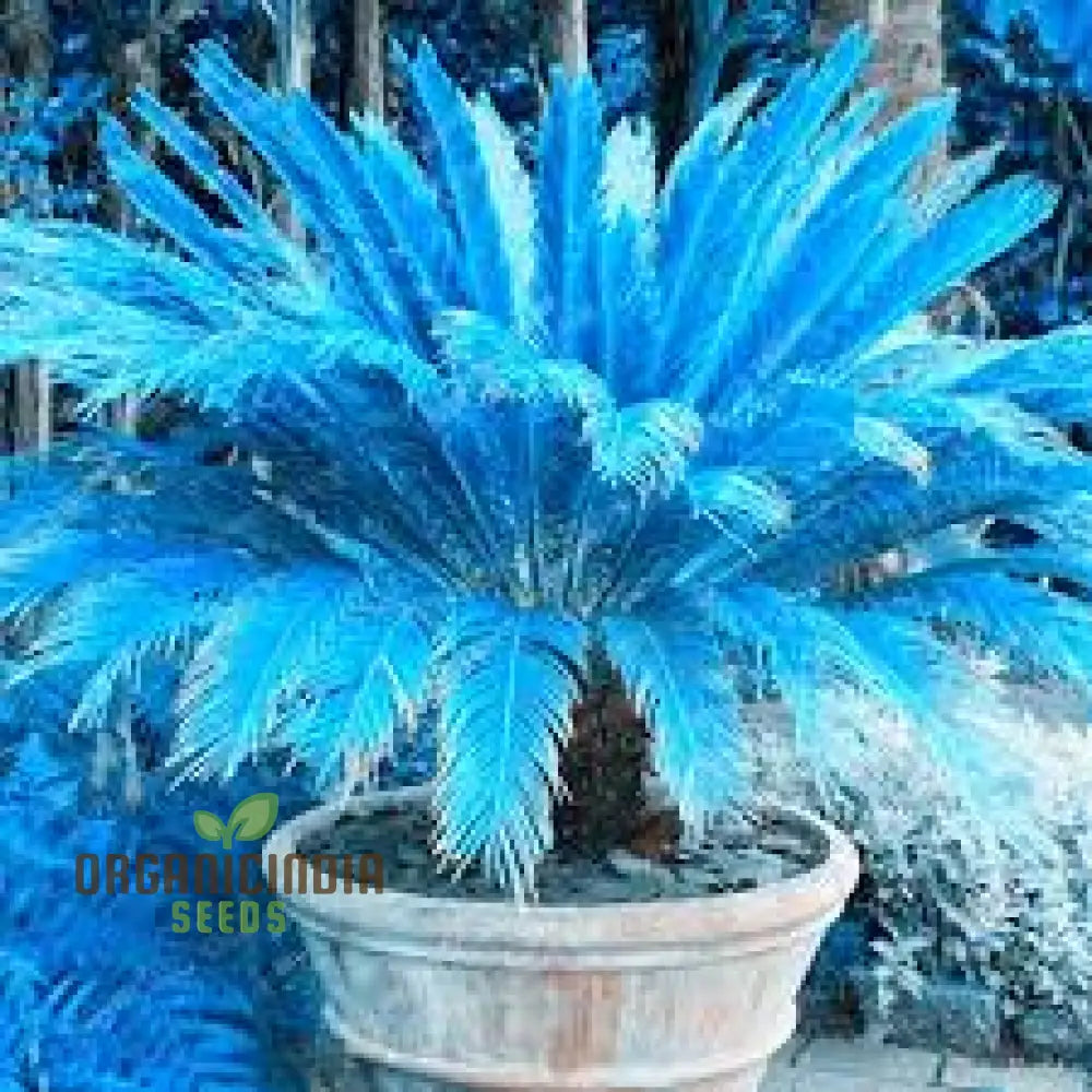 Mini Blue Sago Cycas Revoluta Seeds For Planting 100 Pcs Plant