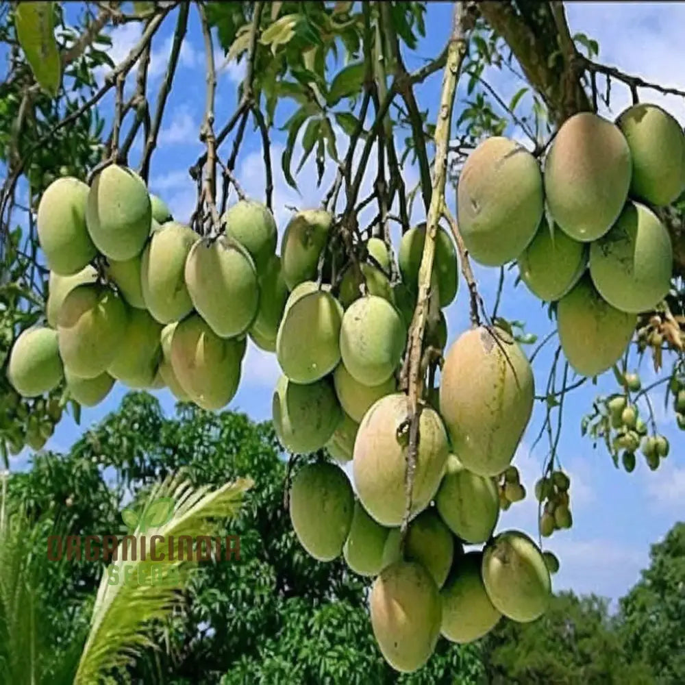 Mini Mango Fruit Seeds â€“ Elevate Your Gardening Experience With Homegrown Tropical Flavor Fruits