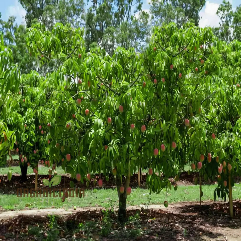 Mini Mango Fruit Seeds â€“ Elevate Your Gardening Experience With Homegrown Tropical Flavor Fruits