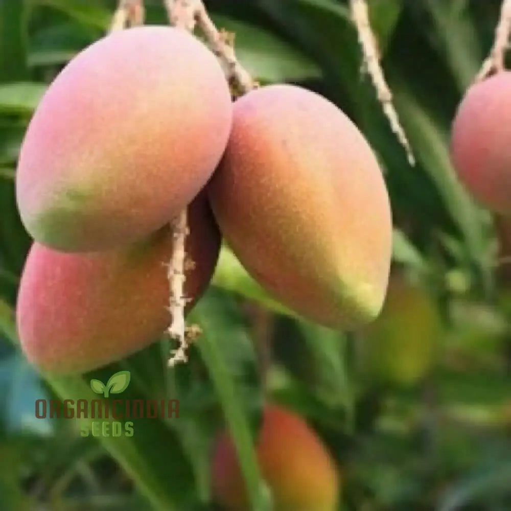 Mini Mango Fruit Seeds â€“ Elevate Your Gardening Experience With Homegrown Tropical Flavor Fruits