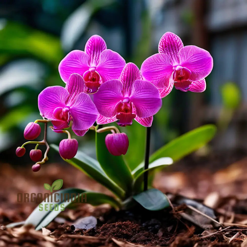 Mini Orchid Flower Seeds Petite Blooms For Indoor Gardens Easy-To-Grow Variety Plant Seeds