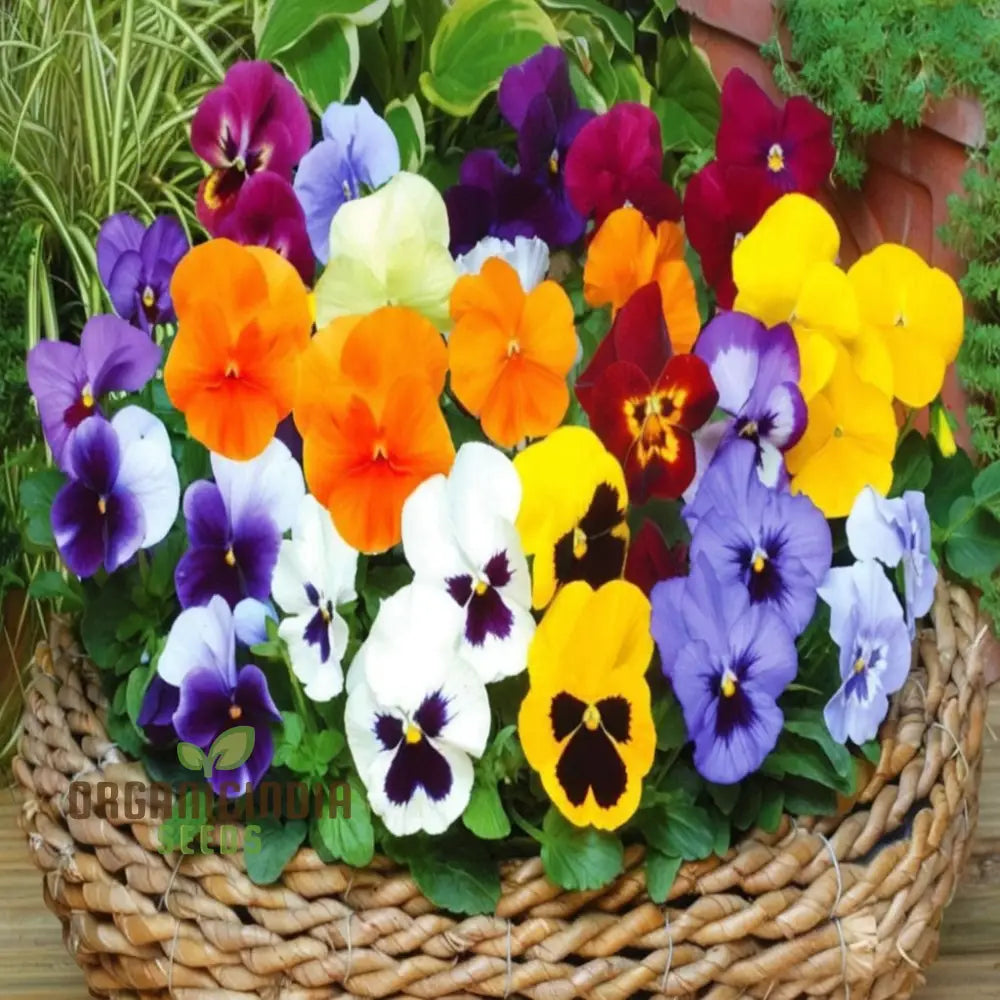 Mini Pansy Flower Seeds - Charming Petite Blooms For Delightful Garden Displays Annuals