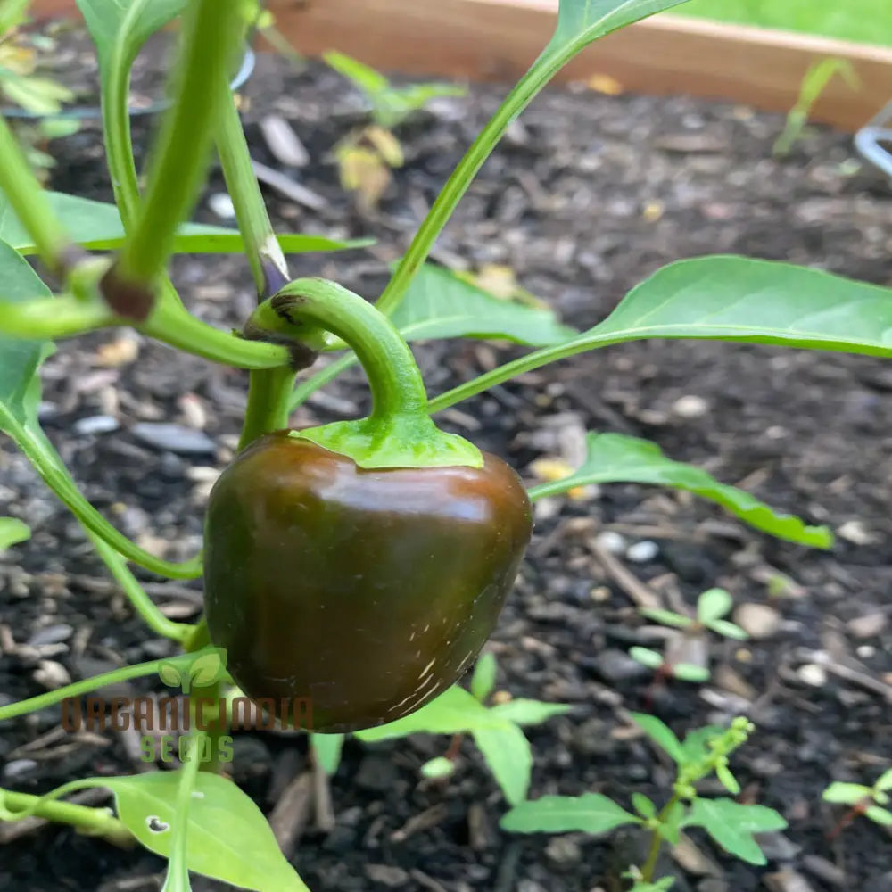 Mini Sweet Pepper Sweetonia Chocolate Vegetable Seeds Compact Growth Perfect For Containers And