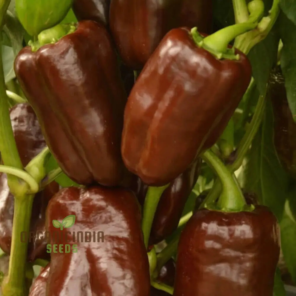 Mini Sweet Pepper Sweetonia Chocolate Vegetable Seeds Compact Growth Perfect For Containers And