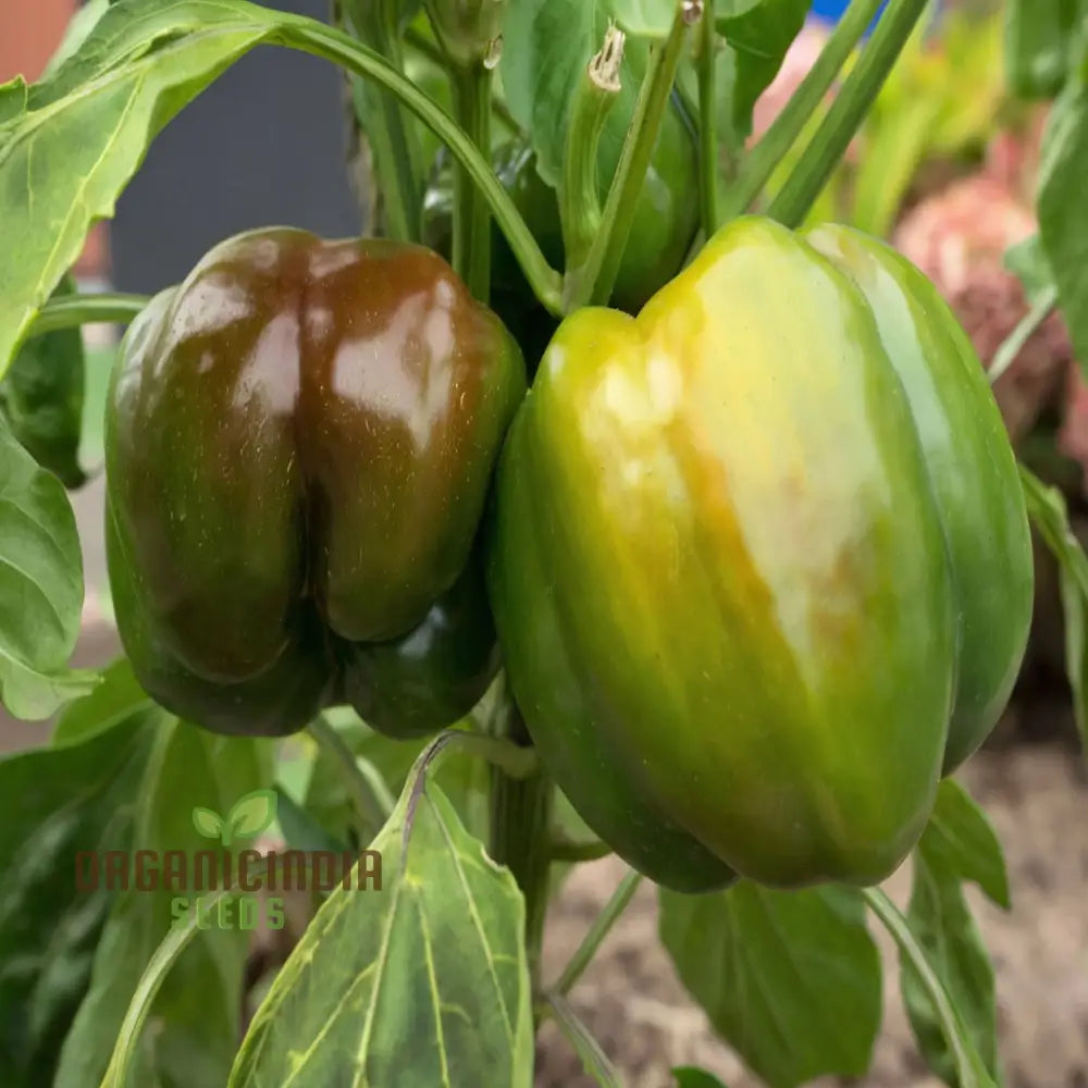 Miniature Chocolate Bell Pepper Vegetable Seeds Premium Quality For Home Gardening Shop Exquisite