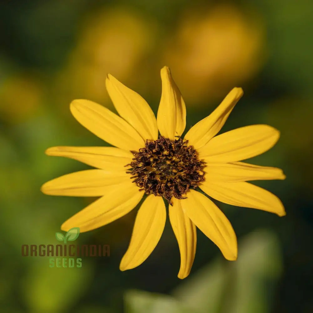 Miniature Sunflower - Desi Flower Seeds For Your Planting And Gardening Pleasure