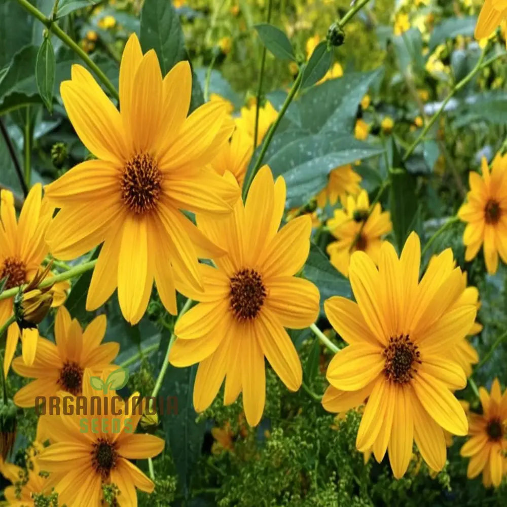 Miniature Sunflower - Desi Flower Seeds For Your Planting And Gardening Pleasure