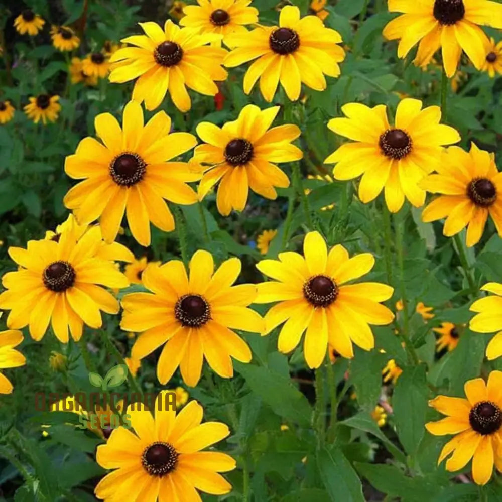 Miniature Sunflower - Desi Flower Seeds For Your Planting And Gardening Pleasure