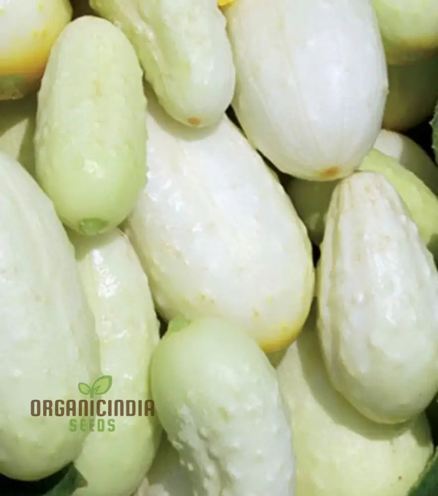 Miniature White Cucumber Seeds - Cultivate Petite And Refreshing Cucumbers In Your Garden