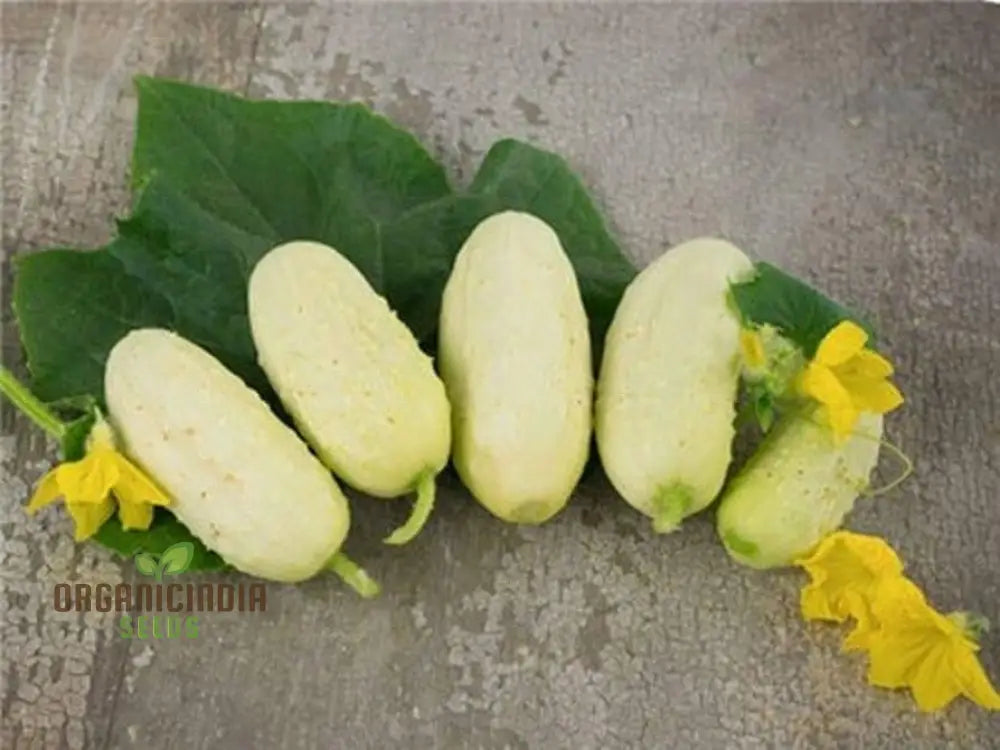 Miniature White Cucumber Seeds - Cultivate Petite And Refreshing Cucumbers In Your Garden