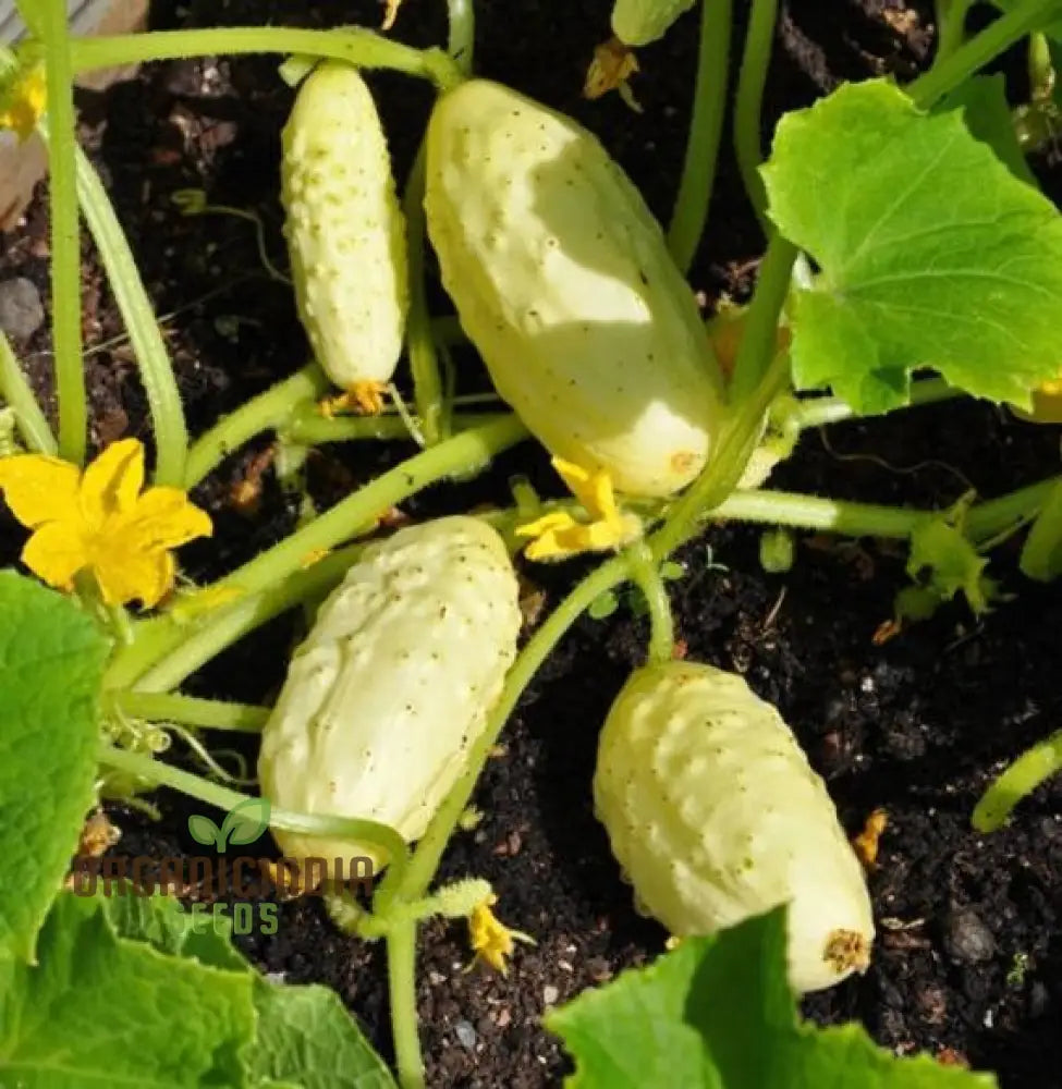 Miniature White Cucumber Seeds - Cultivate Petite And Refreshing Cucumbers In Your Garden