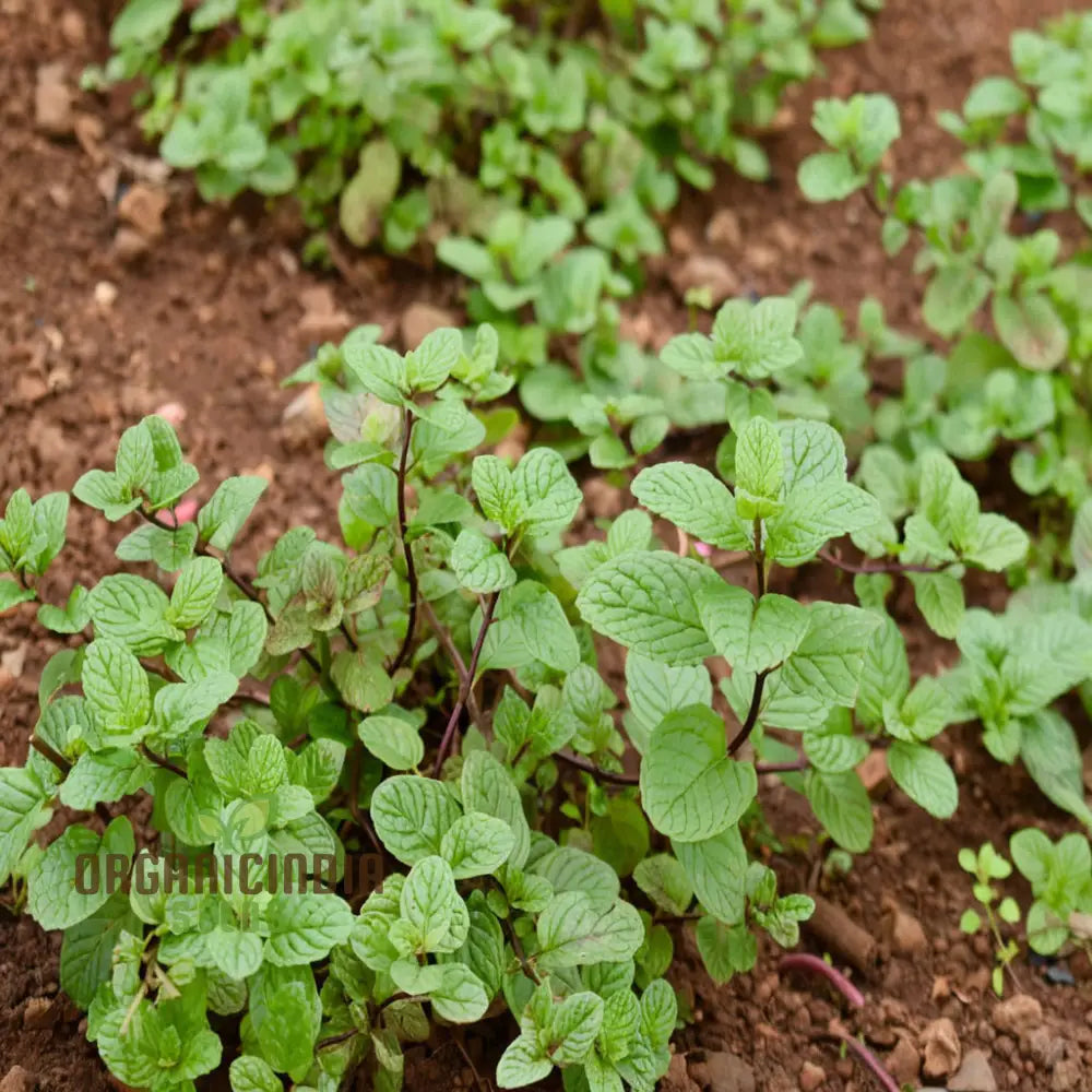 Mint Spicata Seeds For Planting Fresh Culinary For Your Garden Delights Vegetable