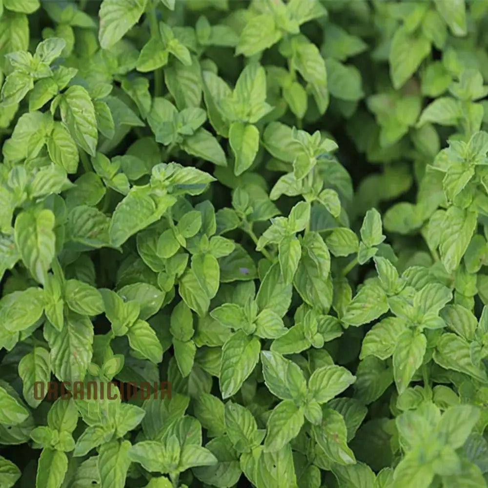 Mint Spicata Seeds For Planting Fresh Culinary For Your Garden Delights Vegetable