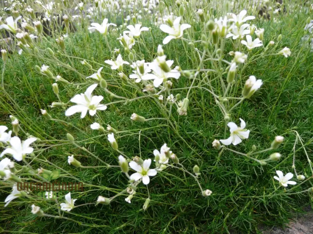 Minuartia Laricifolia Flower Seeds Rare Beautiful Perennial For A Stunning Garden Seeds