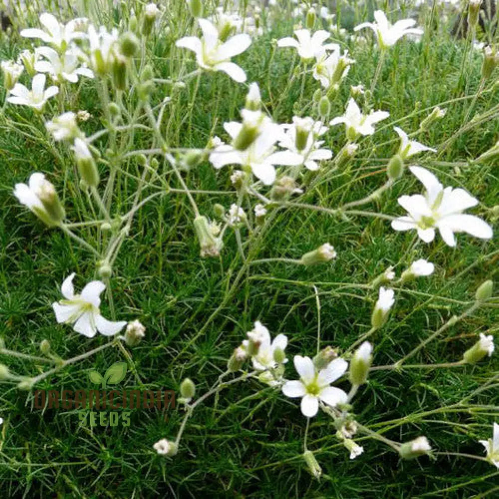 Minuartia Laricifolia Flower Seeds Rare Beautiful Perennial For A Stunning Garden Seeds