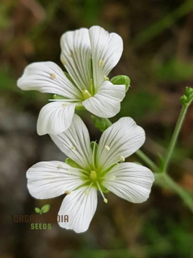 Minuartia Laricifolia Flower Seeds Rare Beautiful Perennial For A Stunning Garden Seeds