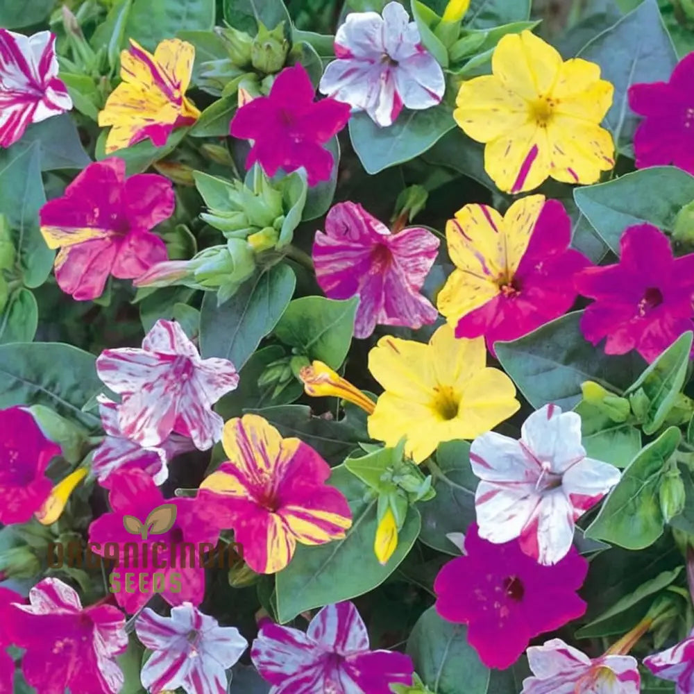 Mirabilis Mix Flower Seeds For Planting - Perfect Gardening Enthusiasts High-Quality