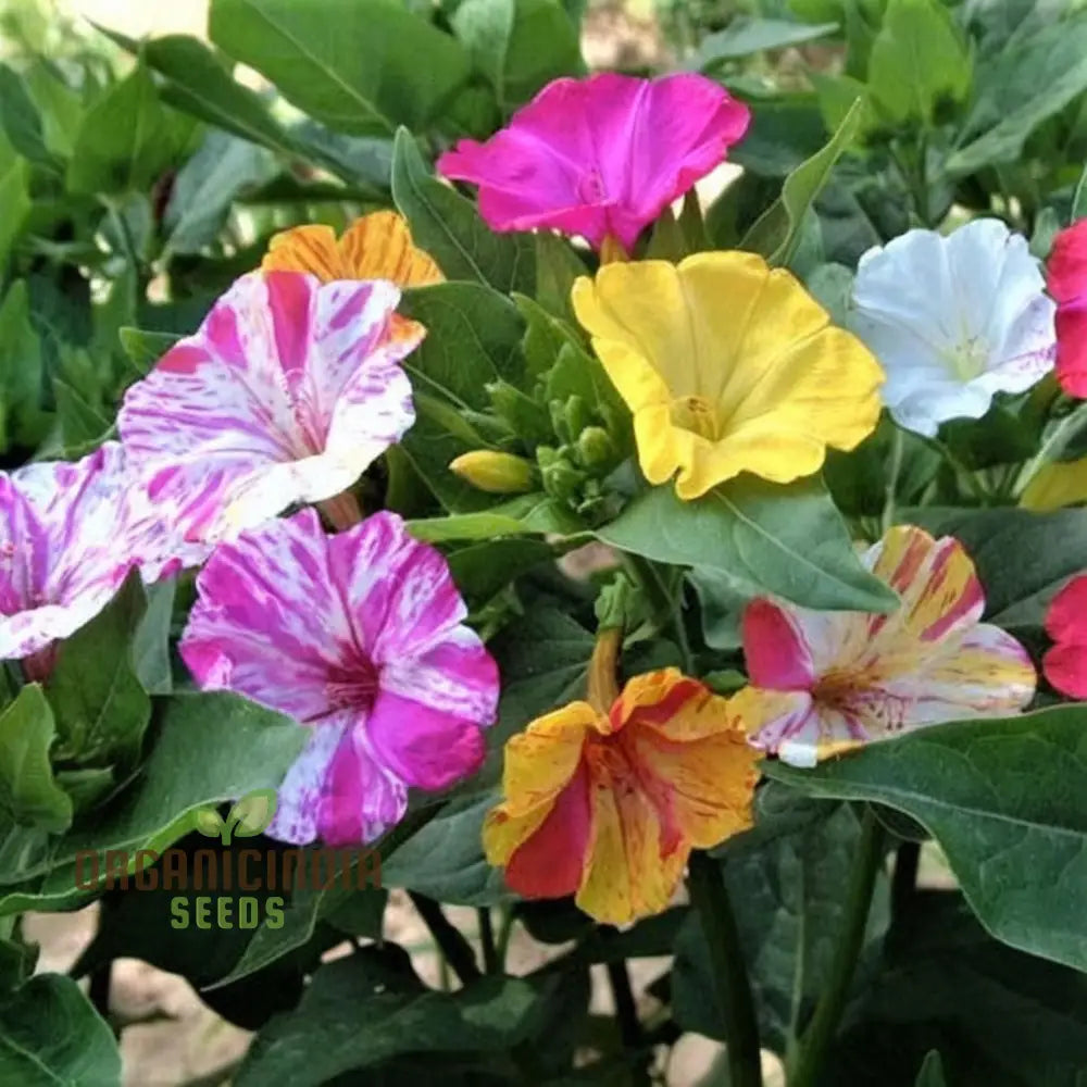 Mirabilis Mix Flower Seeds For Planting - Perfect Gardening Enthusiasts High-Quality