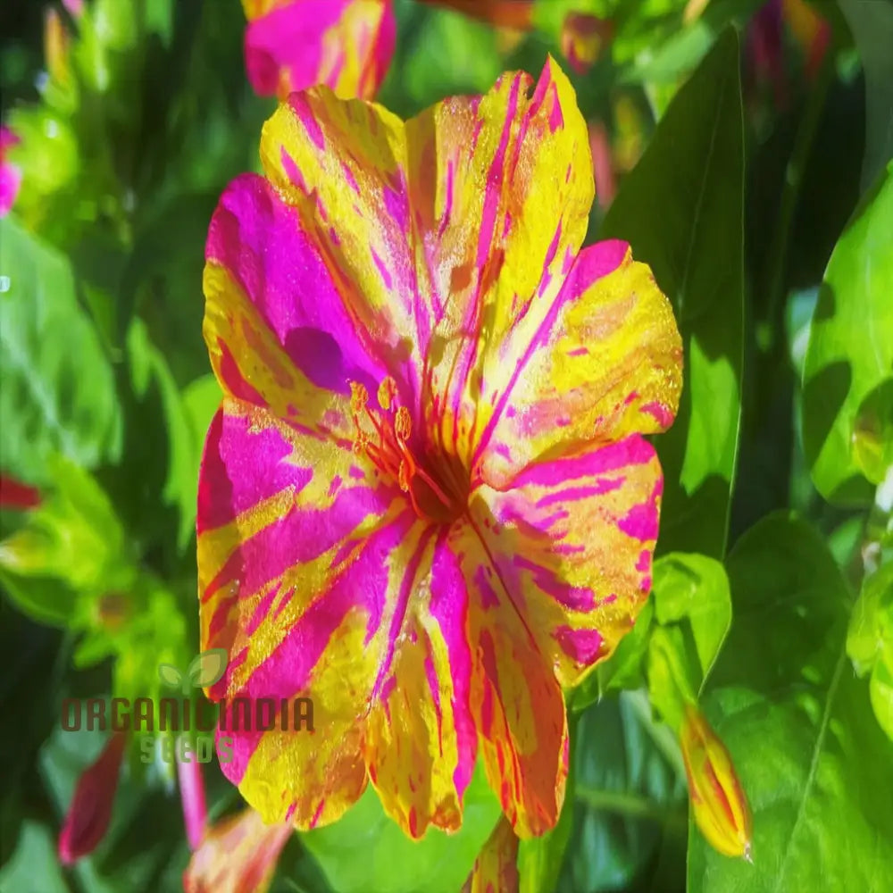 Mirabilis Mix Flower Seeds For Planting - Perfect Gardening Enthusiasts High-Quality