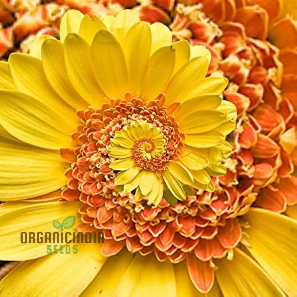 Miracle Daisy Seeds - Yellow And Orange 30 Pcs For Home Garden | Premium Quality Flower Planting