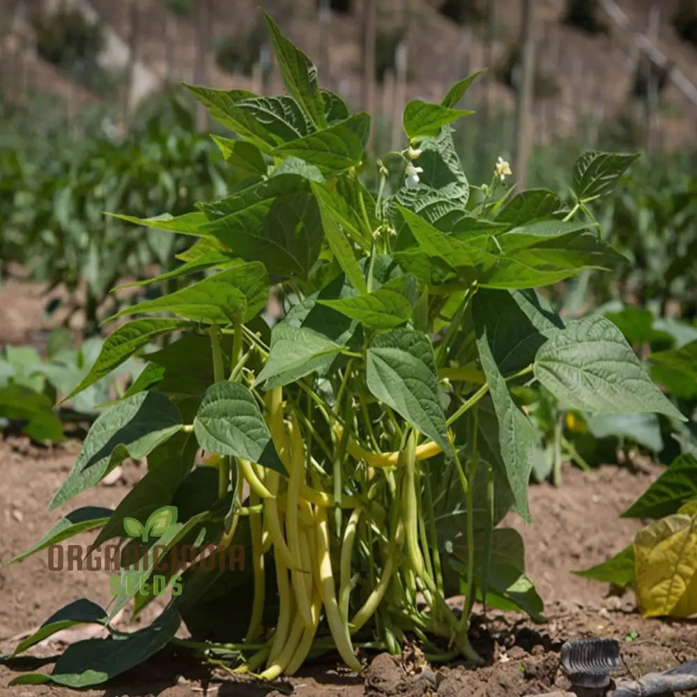 Missouri Wonder Pole Bean Seeds Premium Vegetable For Planting Legumes