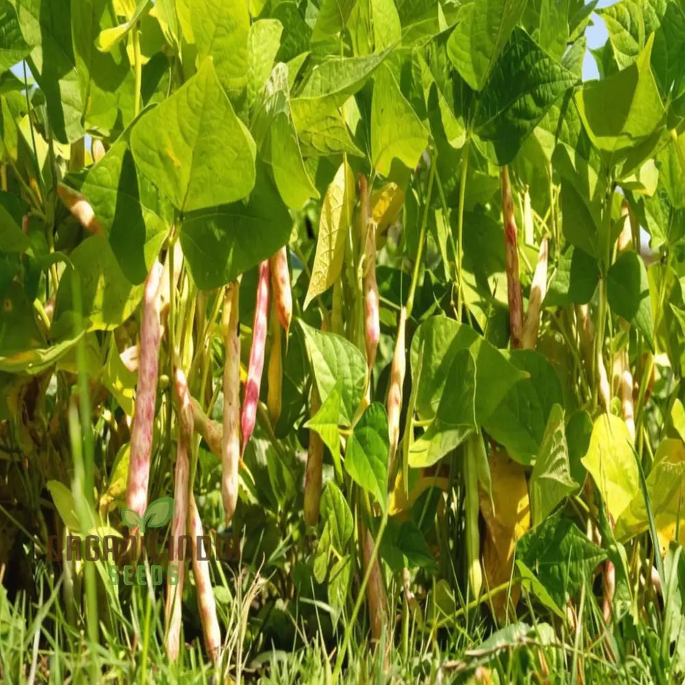 Missouri Wonder Pole Bean Seeds Premium Vegetable For Planting Legumes