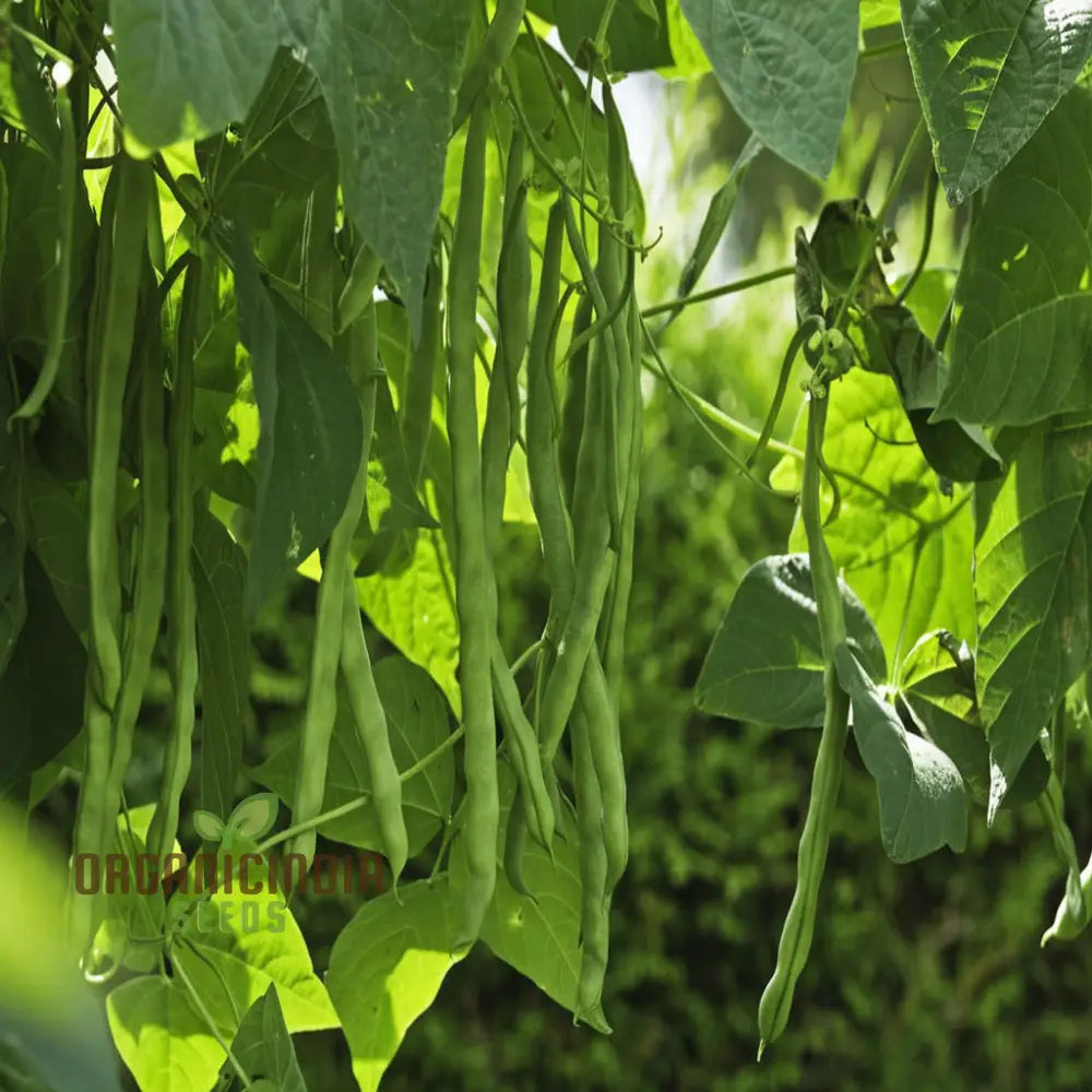 Missouri Wonder Pole Bean Seeds Premium Vegetable For Planting Legumes