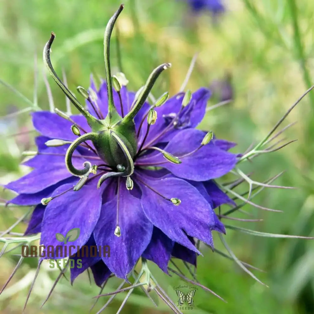 Mist Persian Flower Seeds For Planting Exotic And Elegant For A Beautiful Garden