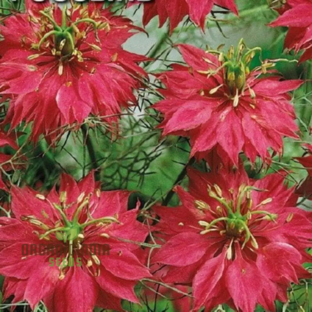 Mist Persian Flower Seeds For Planting Exotic And Elegant For A Beautiful Garden