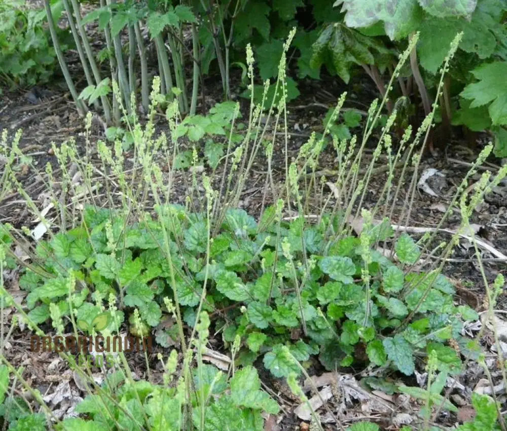 Mitella Breweri Flower Seeds For Planting Perfect Gardening Enthusiasts Premium Quality Stunning