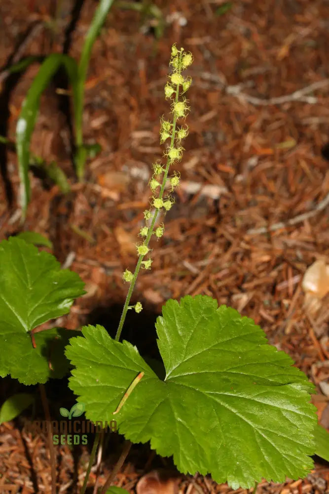 Mitella Breweri Flower Seeds For Planting Perfect Gardening Enthusiasts Premium Quality Stunning