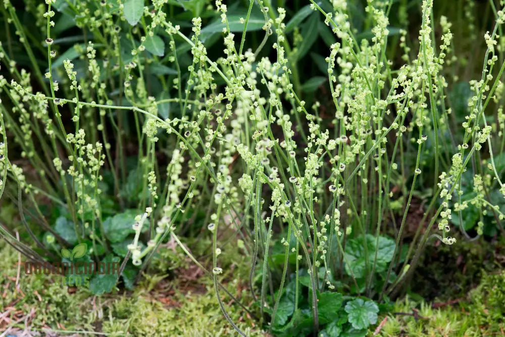 Mitella Breweri Flower Seeds For Planting Perfect Gardening Enthusiasts Premium Quality Stunning