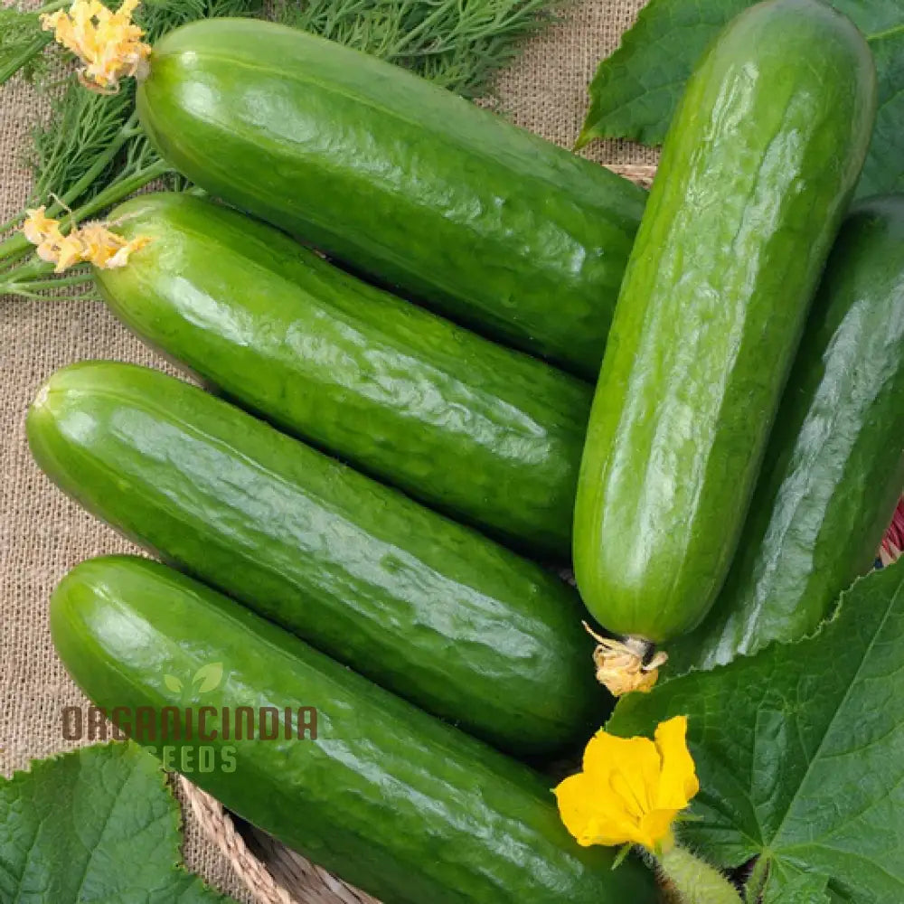 Mix Cucumber Seeds For Planting And Gardening - Premium Quality