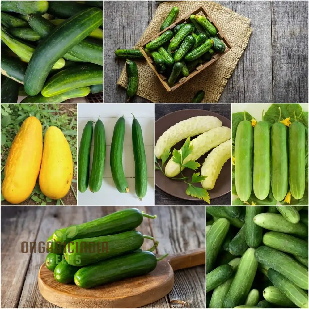 Mix Cucumber Seeds For Planting And Gardening - Premium Quality