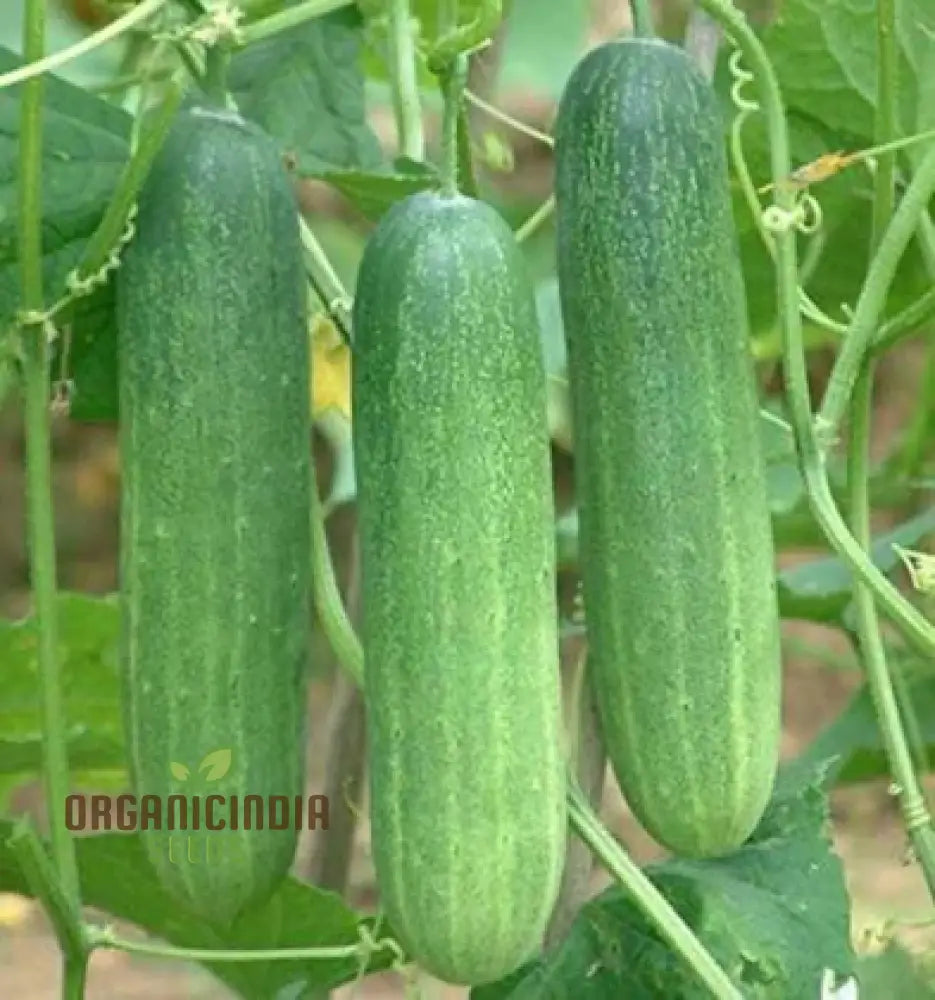 Mix Cucumber Seeds For Planting And Gardening - Premium Quality