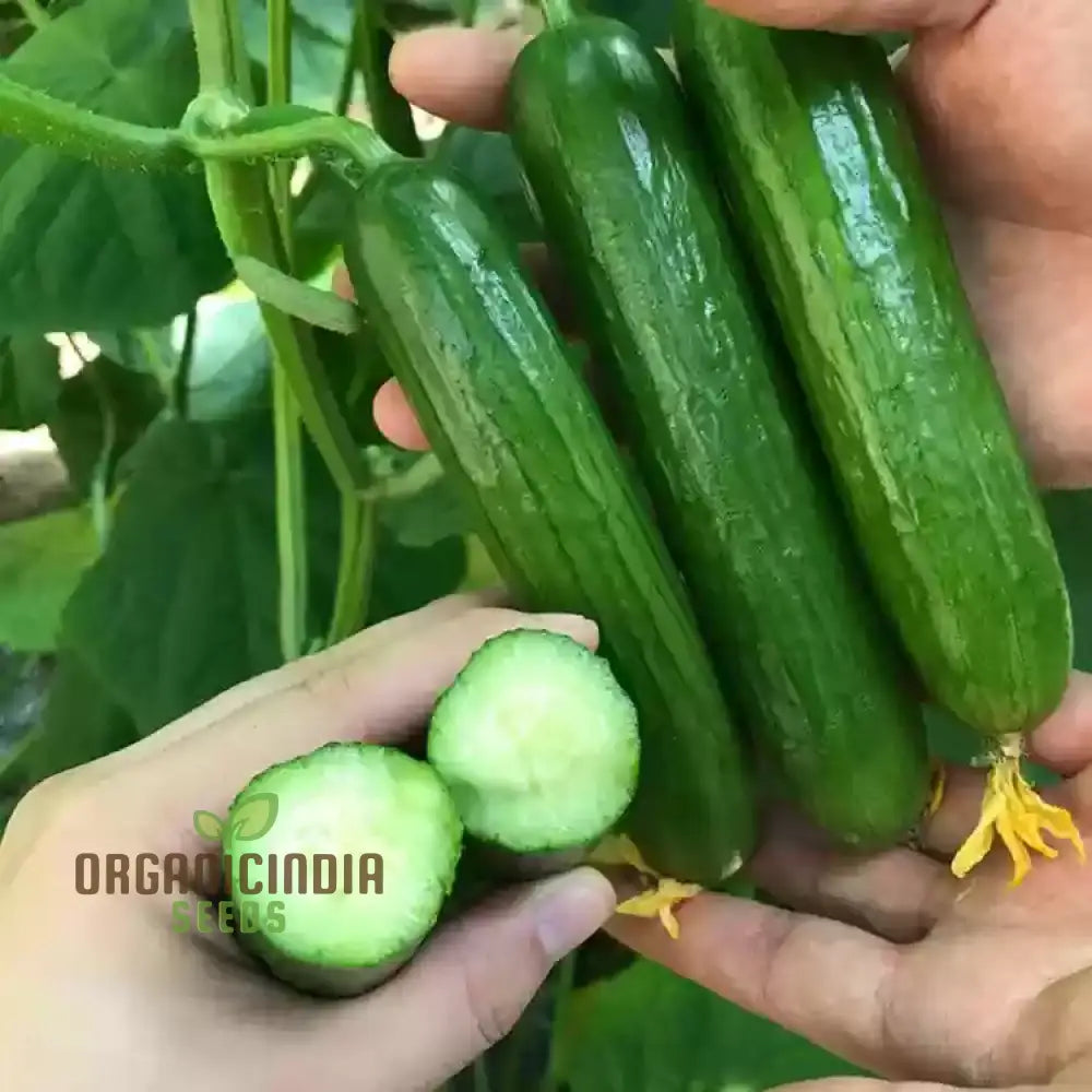 Mix Cucumber Seeds For Planting And Gardening - Premium Quality