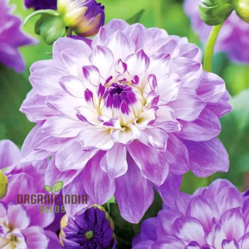 Mix Dahlia Pompon Flower Seeds Variabilis Beautiful Annual Outdoor