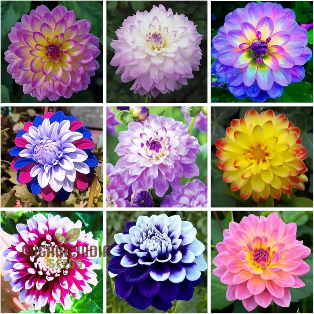 Mix Dahlia Pompon Flower Seeds Variabilis Beautiful Annual Outdoor