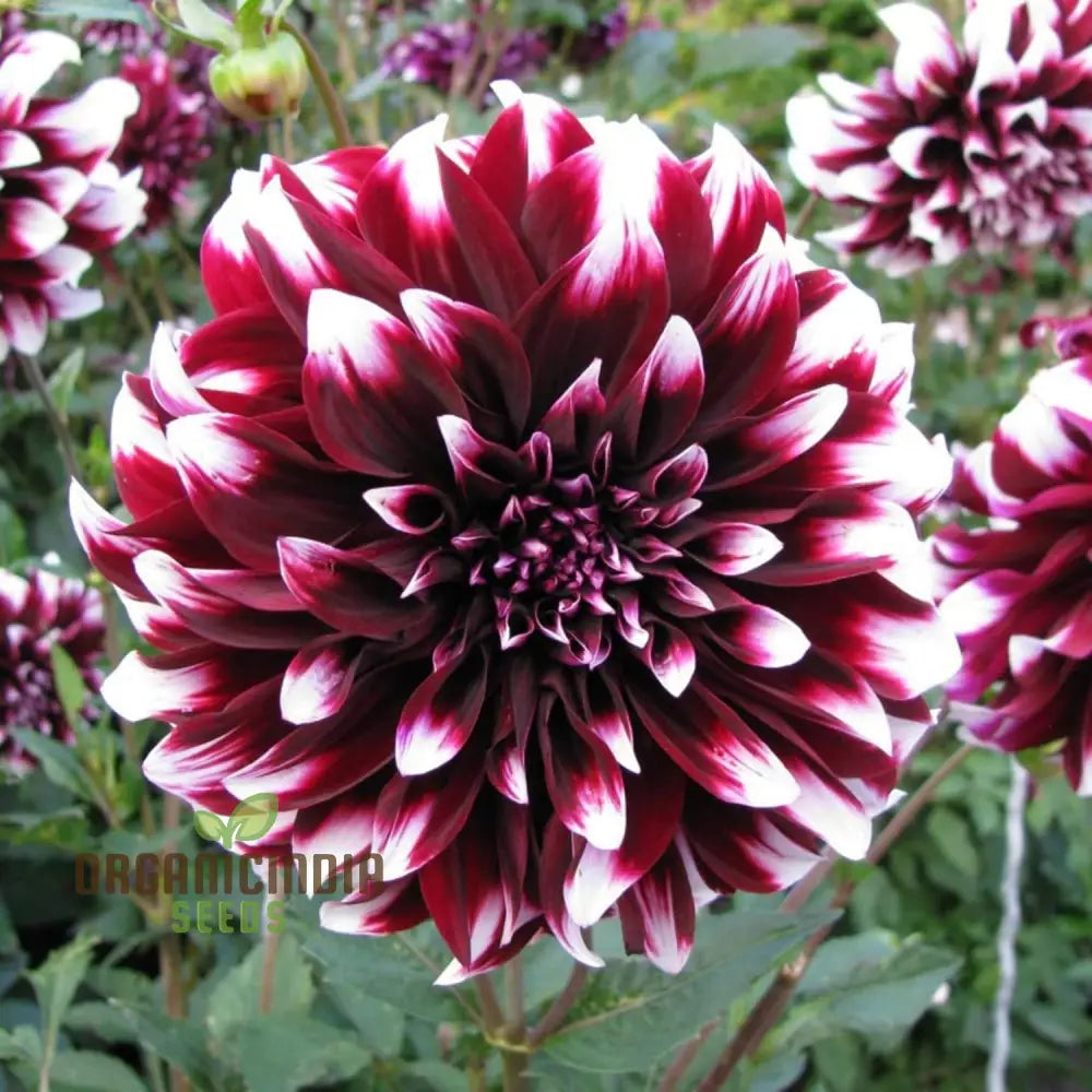 Mix Dahlia Pompon Flower Seeds Variabilis Beautiful Annual Outdoor