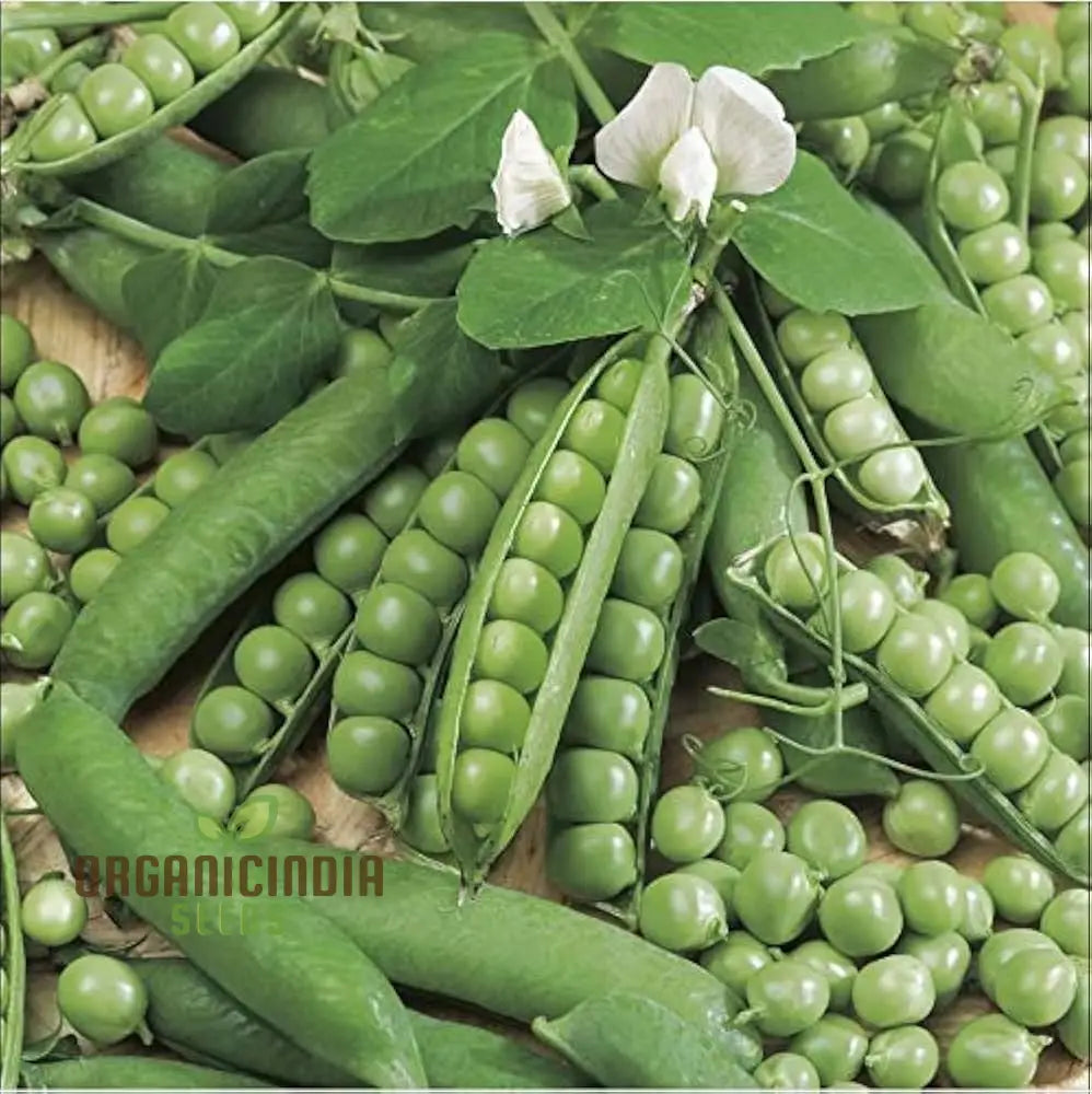 Mix Pea Seeds For Planting And Gardening - Organic Seed Collection