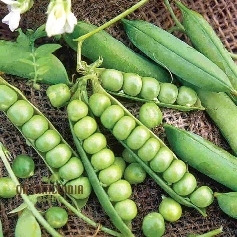 Mix Pea Seeds For Planting And Gardening - Organic Seed Collection