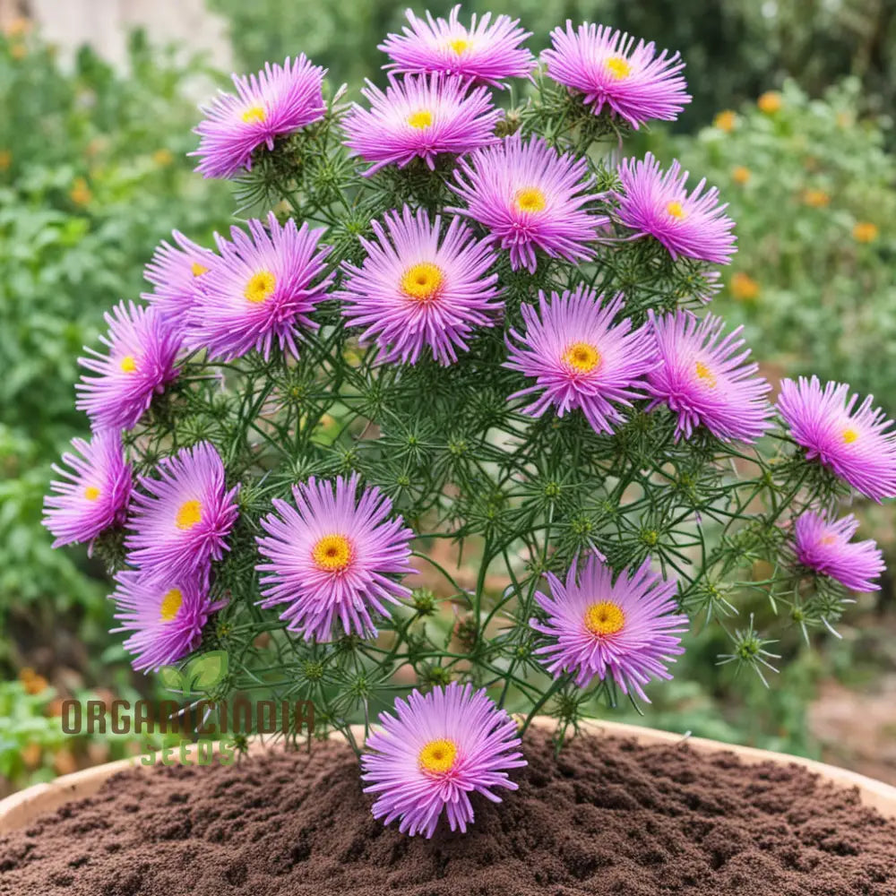 Mixed 4 Chinese Aster Flower Seeds Colorful Garden Blooms Easy-To-Growing Annuals